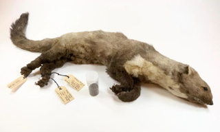 La comadreja disecada. Imagen: Museo de Historia Natural de Rotterdam
